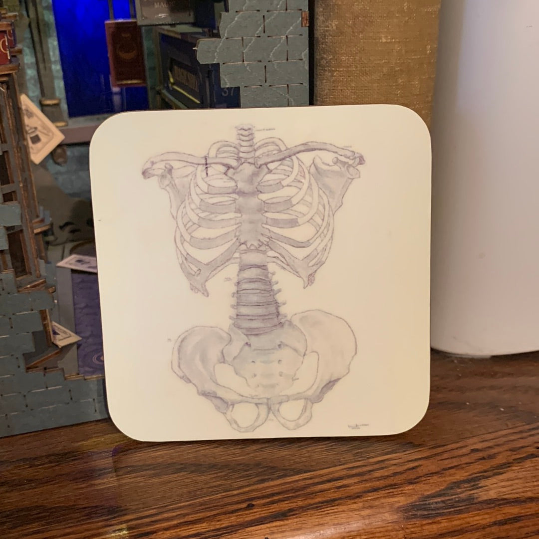 Bone Torso Anatomy Drawing