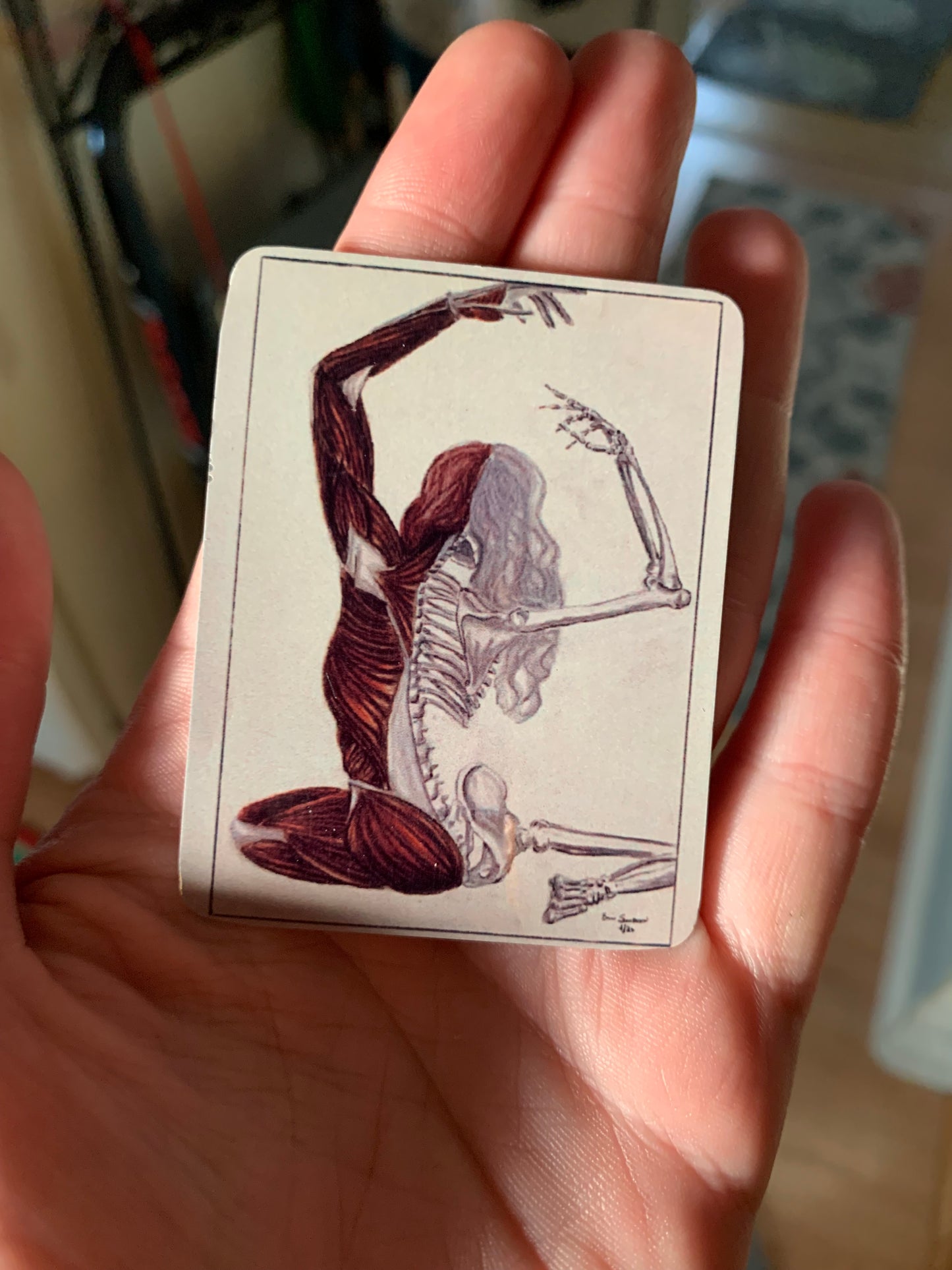 Half and Half Atropos Anatomy Art