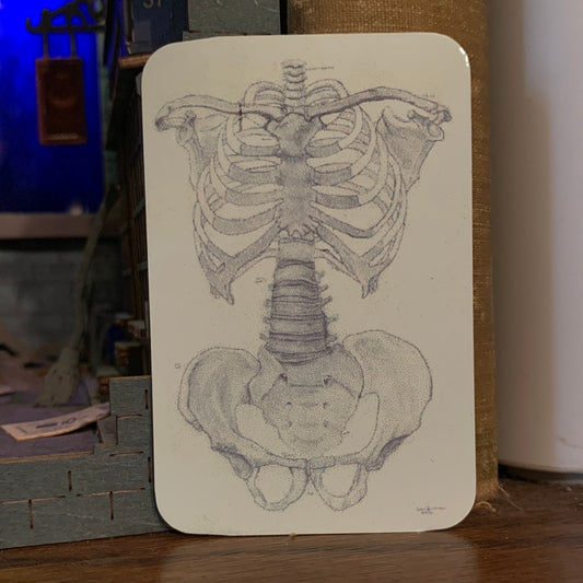 Bone Torso Anatomy Drawing